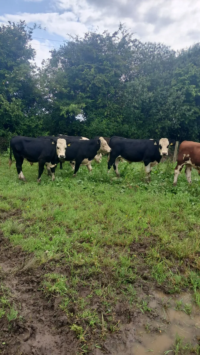 Hereford bullocks - Image 4