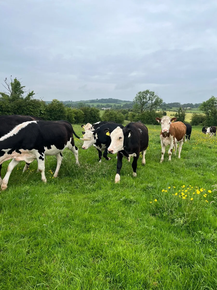 10 yearling hereford heifers - Image 1