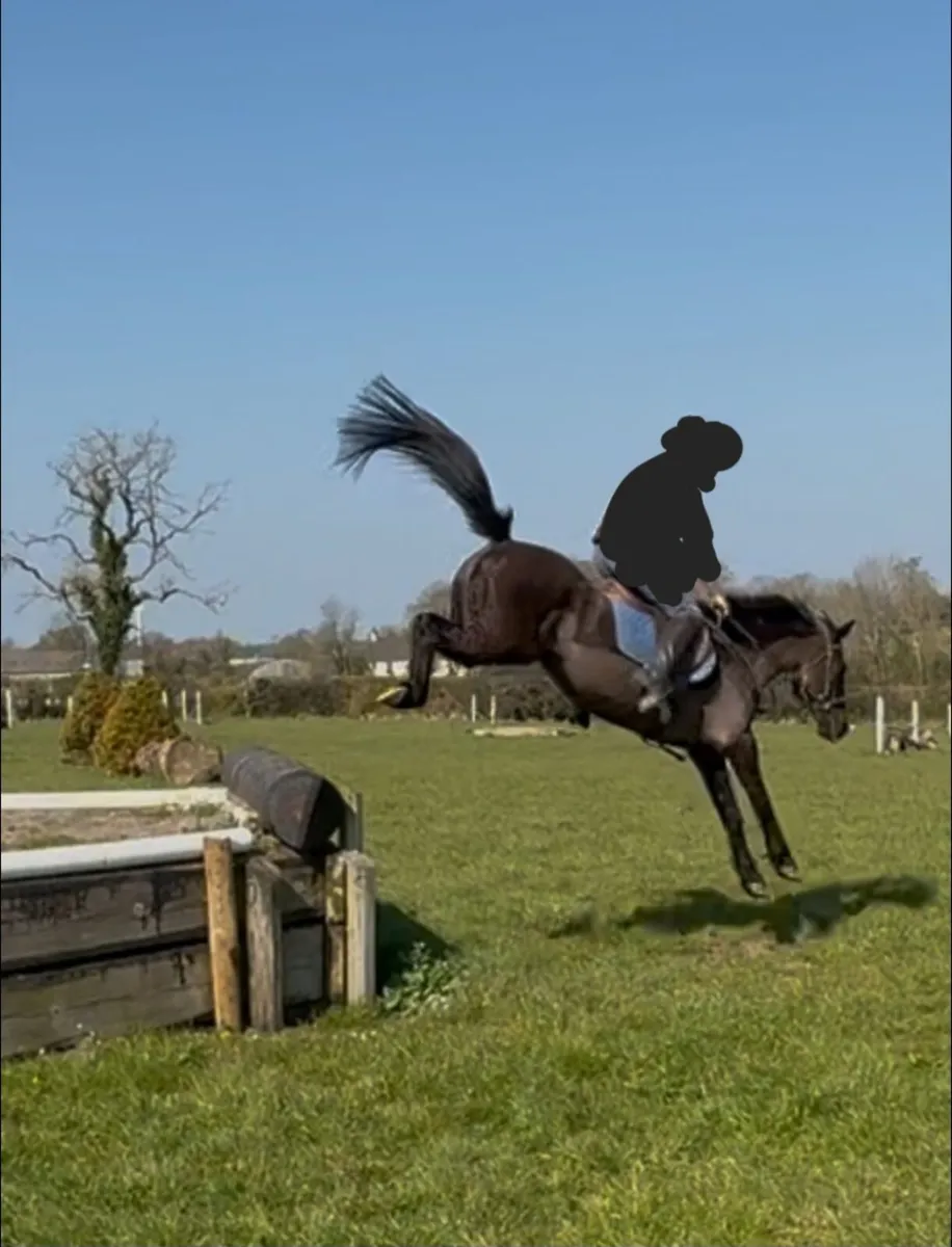 Jumping pony - Image 3