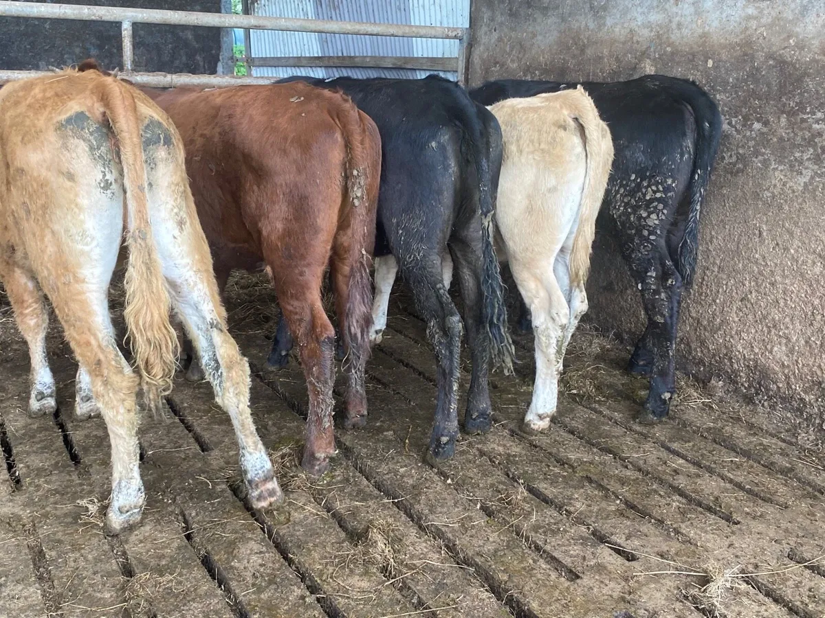 5 Super Heifer Weanlings - Image 2