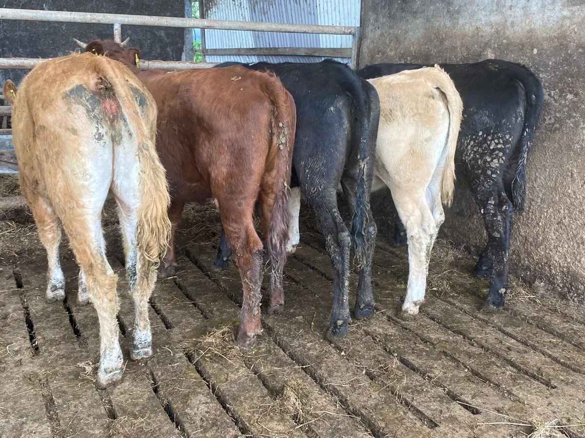 5 Super Heifer Weanlings - Image 3