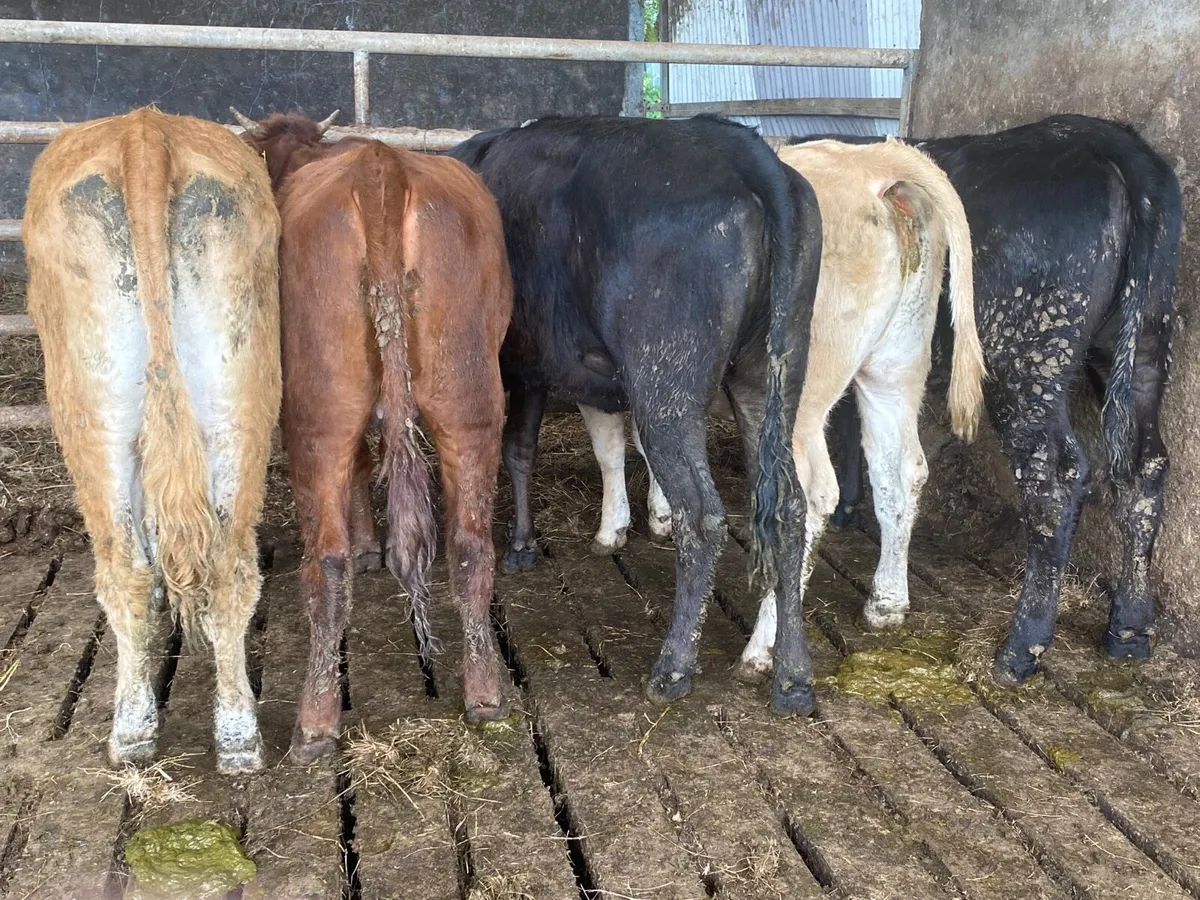 5 Super Heifer Weanlings - Image 4