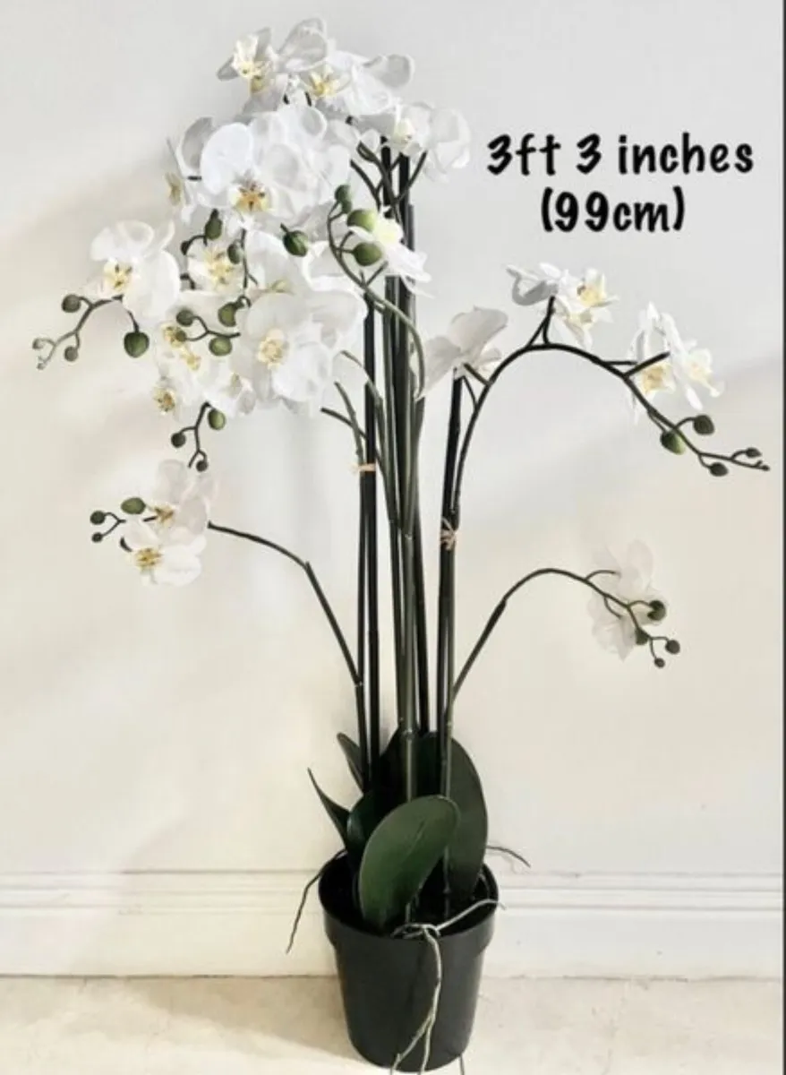 Orchid plant - Image 3