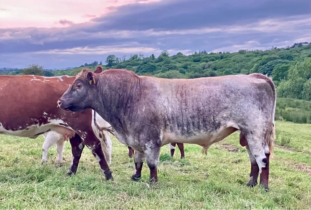 P.B.R Shorthorn Bull - Image 1