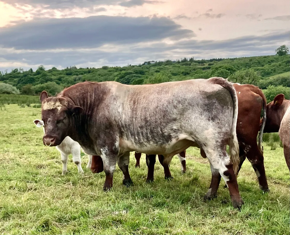 P.B.R Shorthorn Bull - Image 2