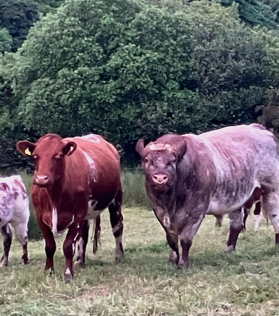 P.B.R Shorthorn Bull - Image 3
