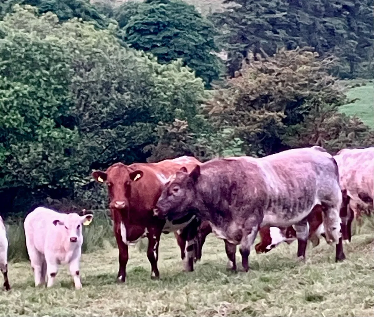 P.B.R Shorthorn Bull - Image 4