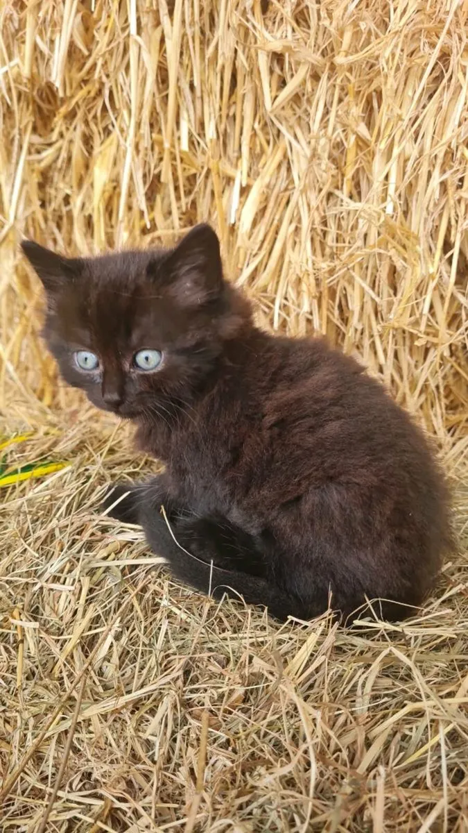 Kittens - Image 3