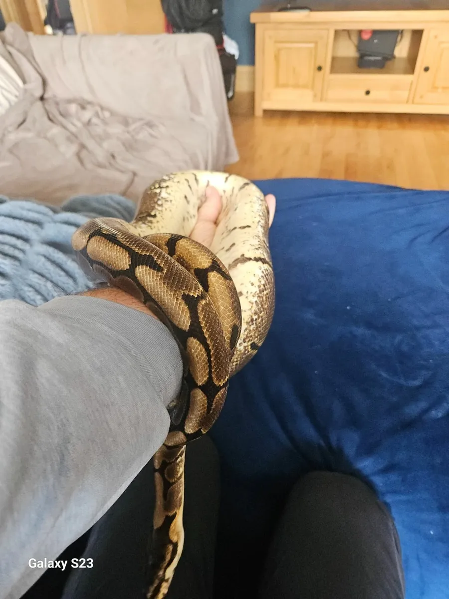 Ball python - Image 3