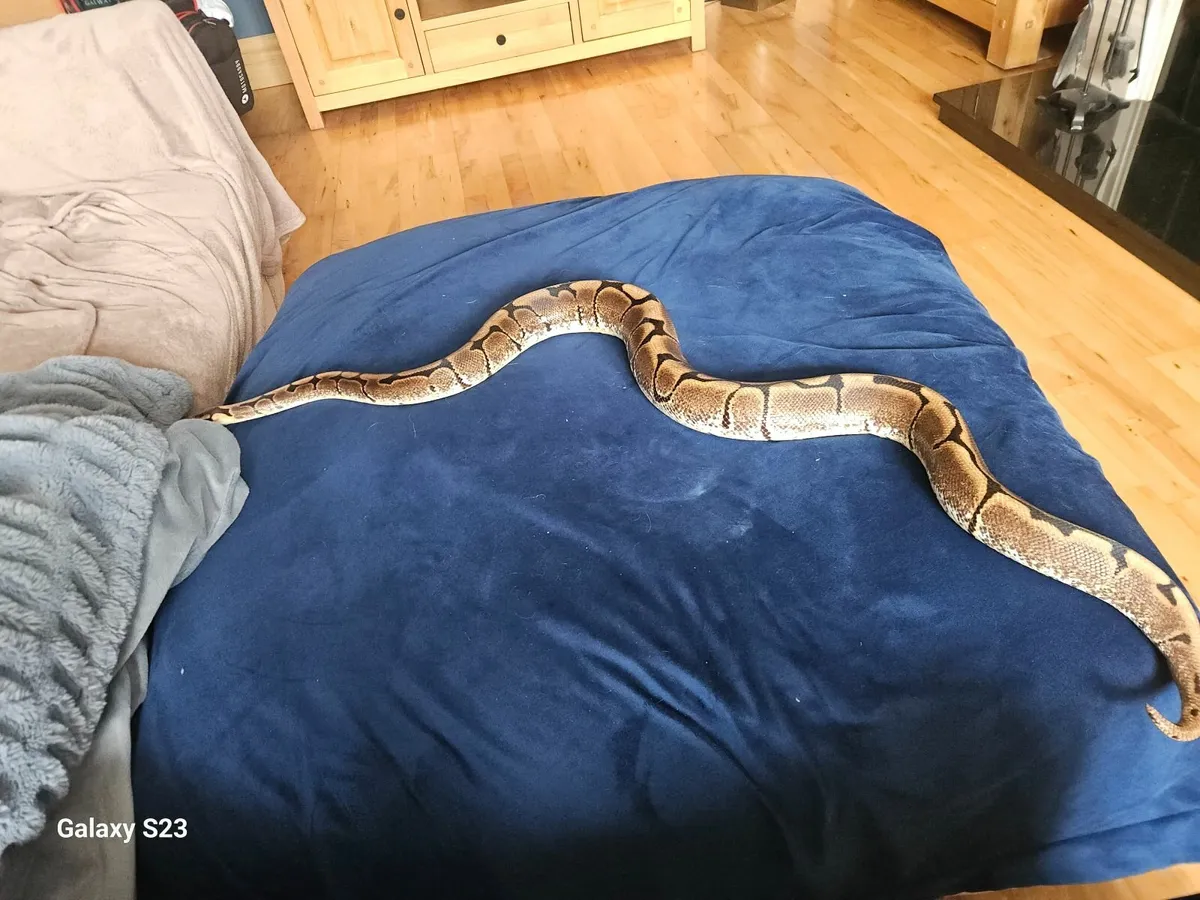 Ball python - Image 4