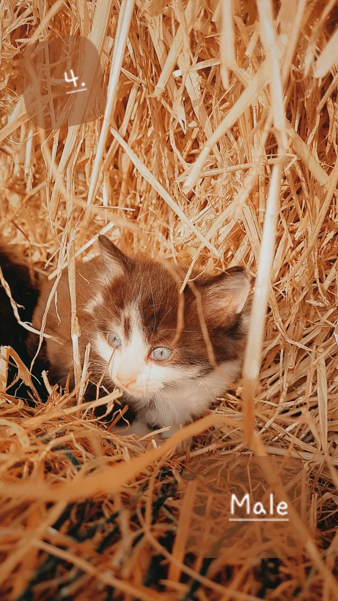 Kittens - Image 4