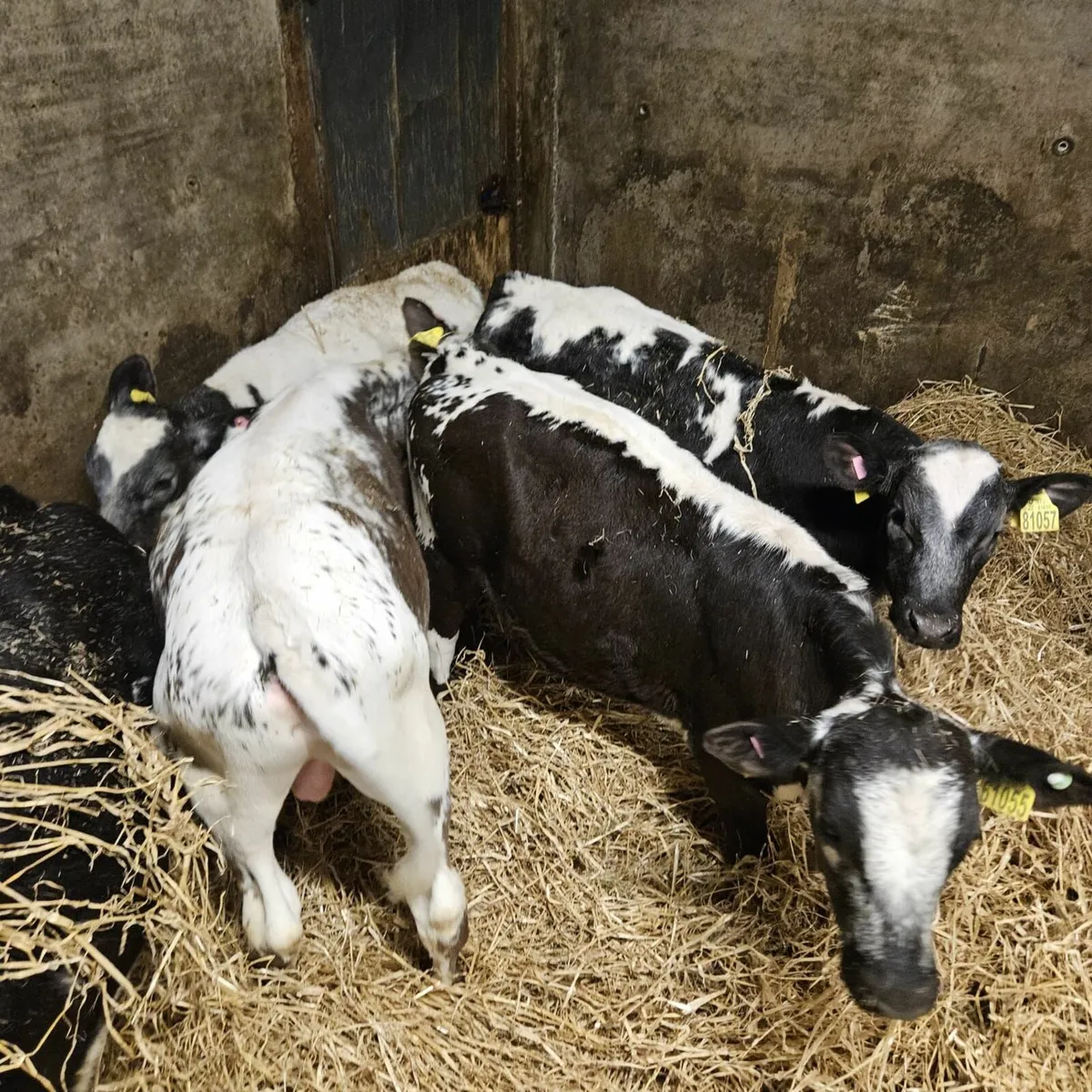 Ballybay Mart Calves - Image 1