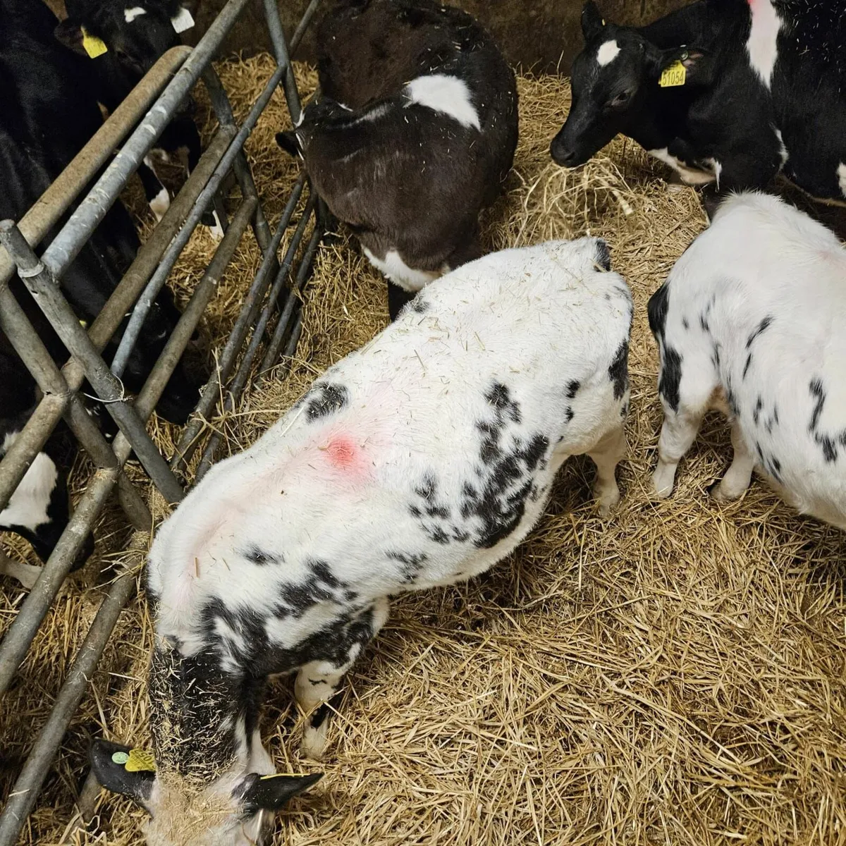 Ballybay Mart Calves - Image 2