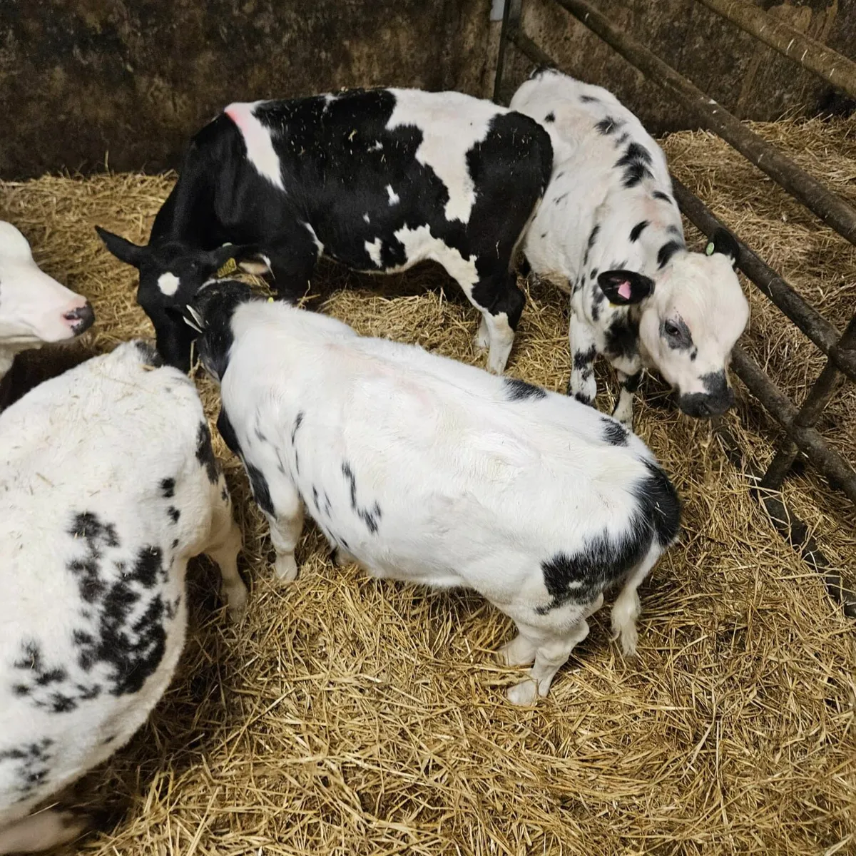 Ballybay Mart Calves - Image 3