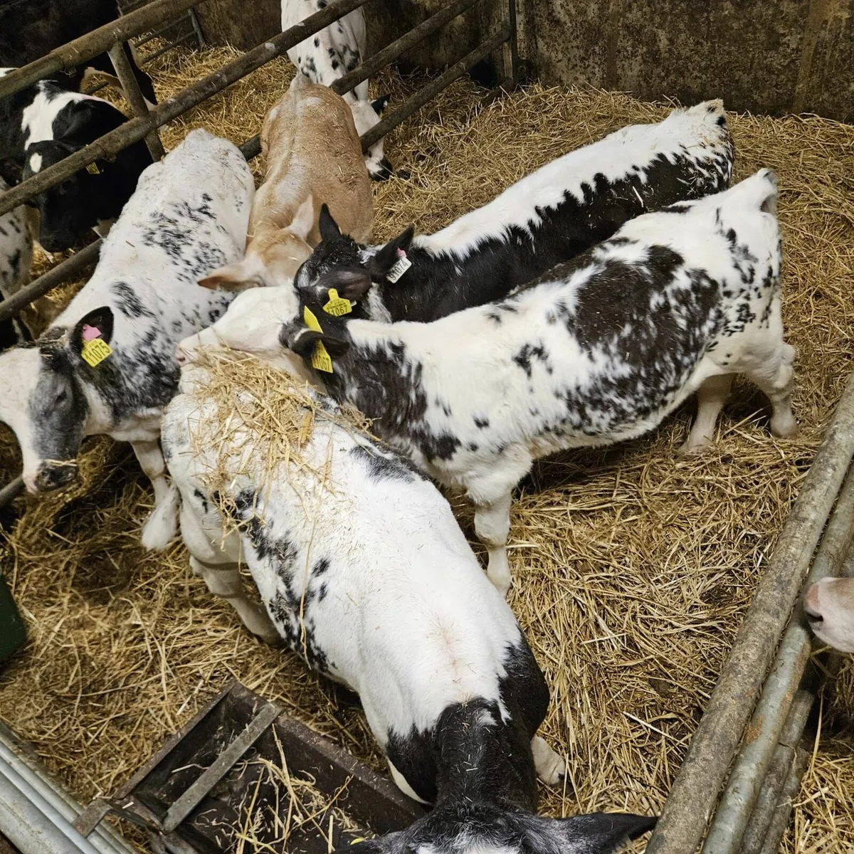 Ballybay Mart Calves - Image 4