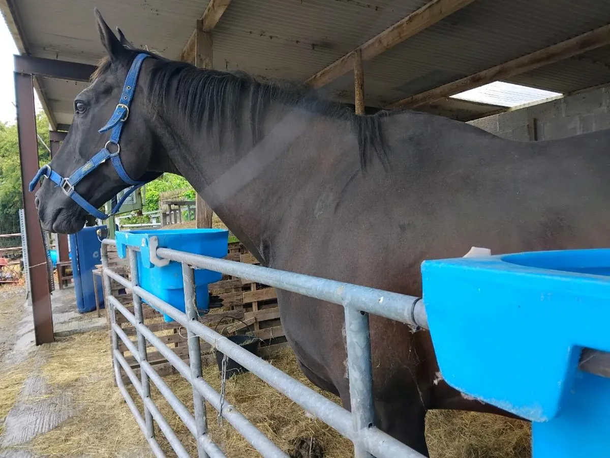Companion horse - Image 1