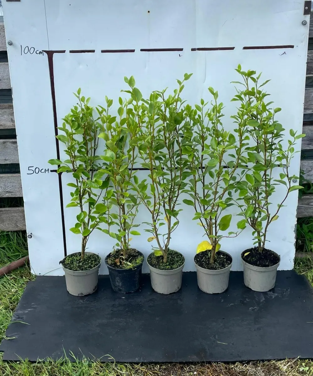 Laurel, Griselinia & Olearia- Hedging - Image 2