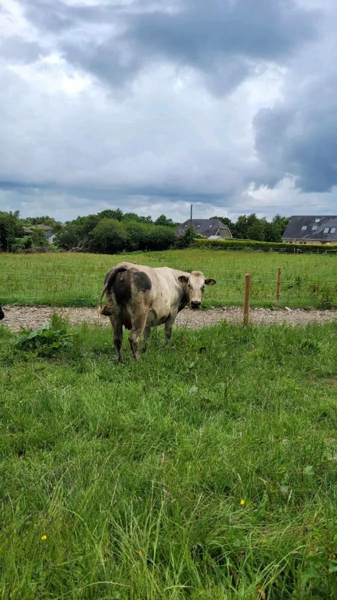 Ch incalf cow - Image 2