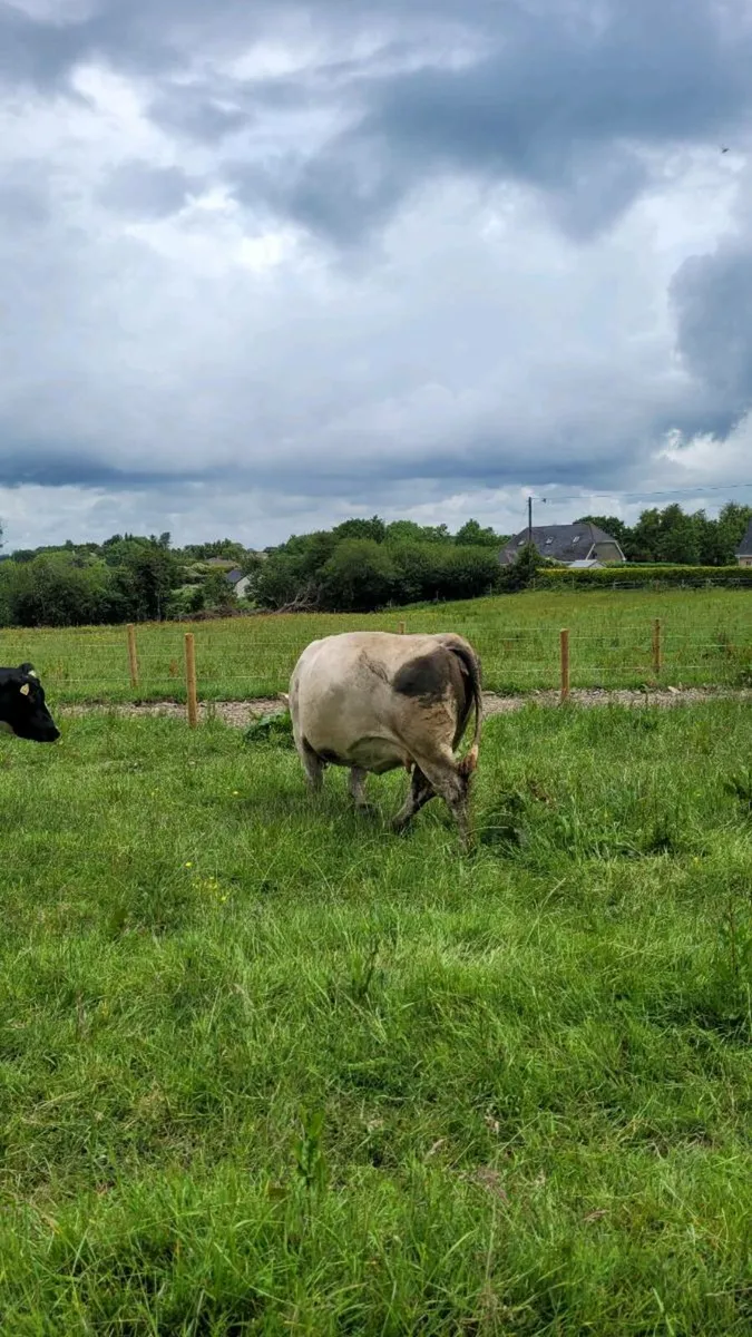Ch incalf cow - Image 3