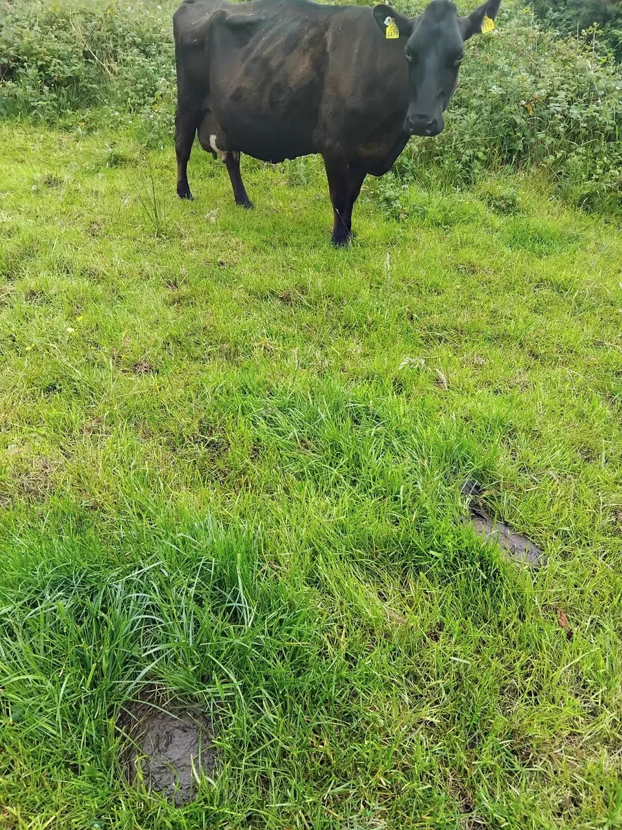 Foster cow for sale - Image 1