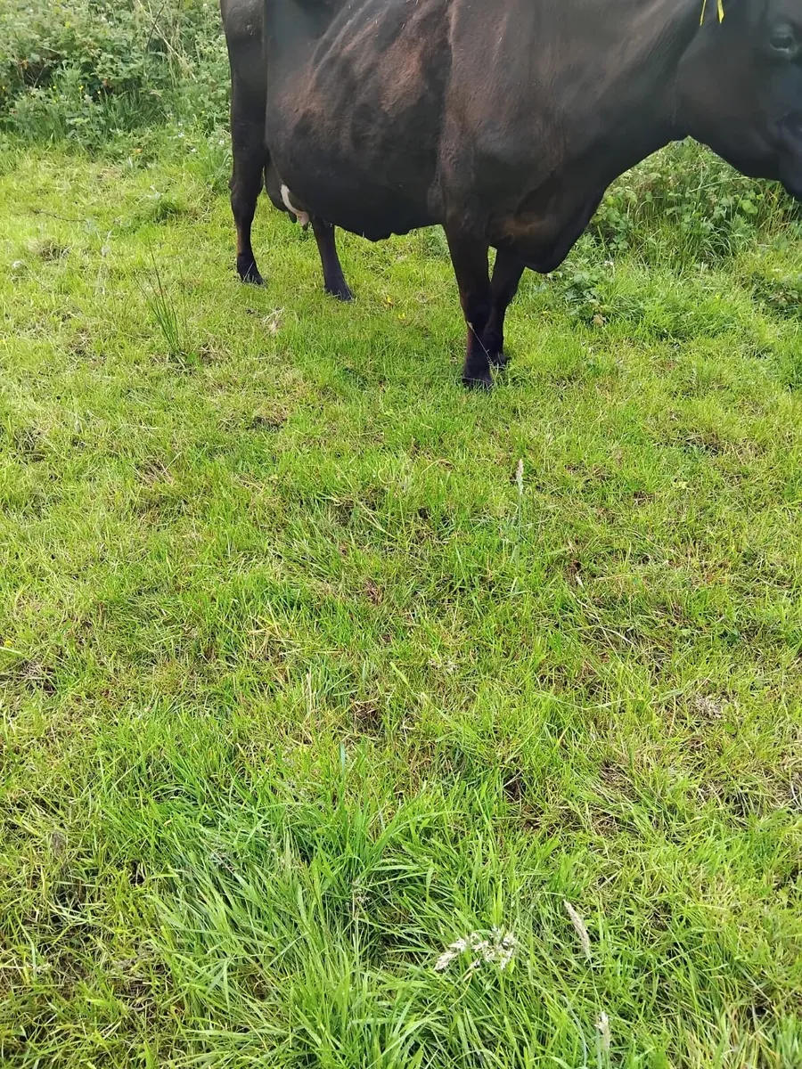 Foster cow for sale - Image 2