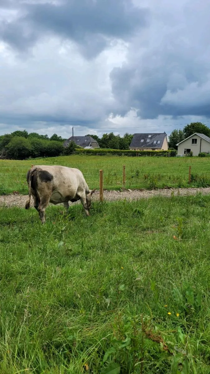Ch incalf cow - Image 4