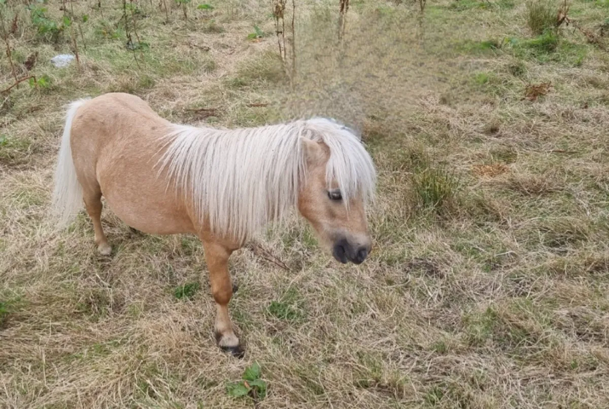 Miniature Shetland palomino stallion - Image 1