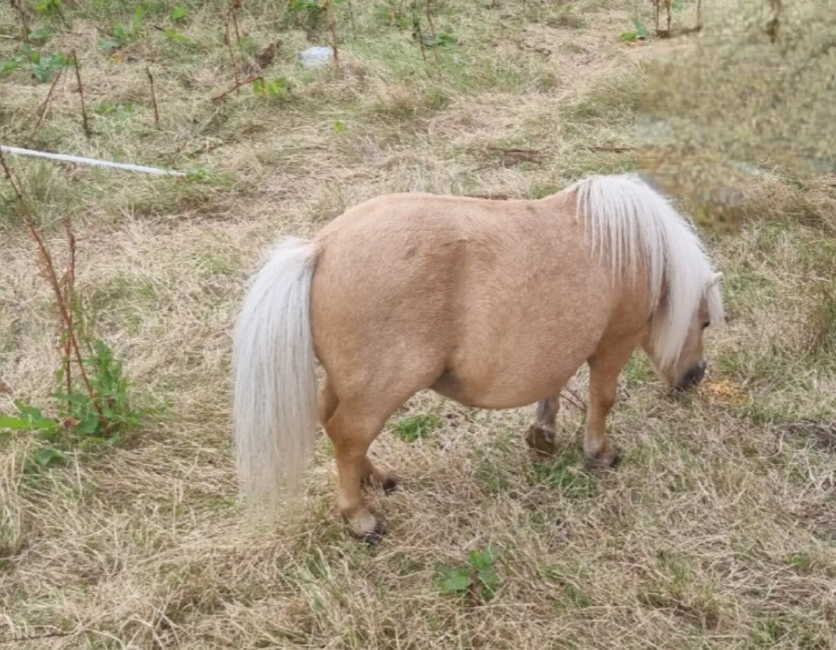 Miniature Shetland palomino stallion - Image 2