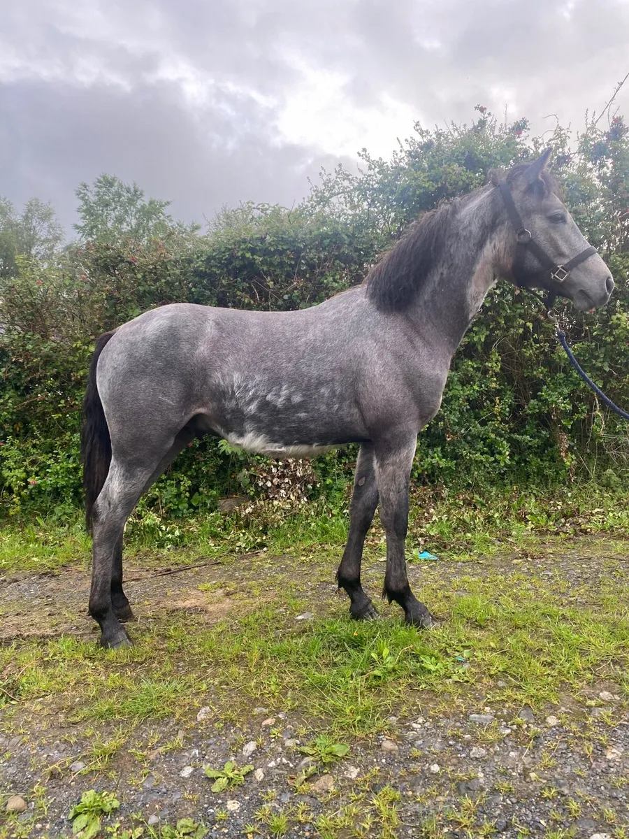 Connemara Yearling Gelding - Image 1