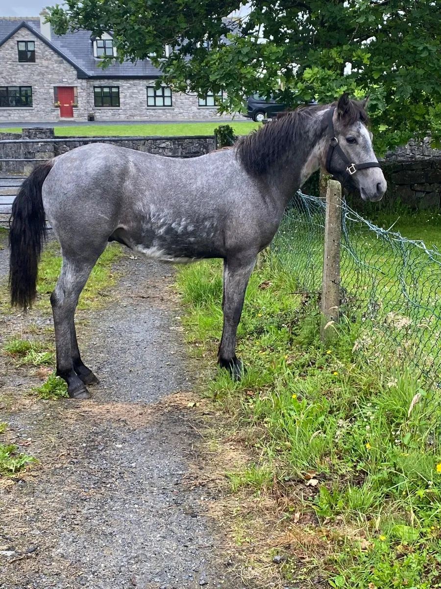 Connemara Yearling Gelding - Image 2