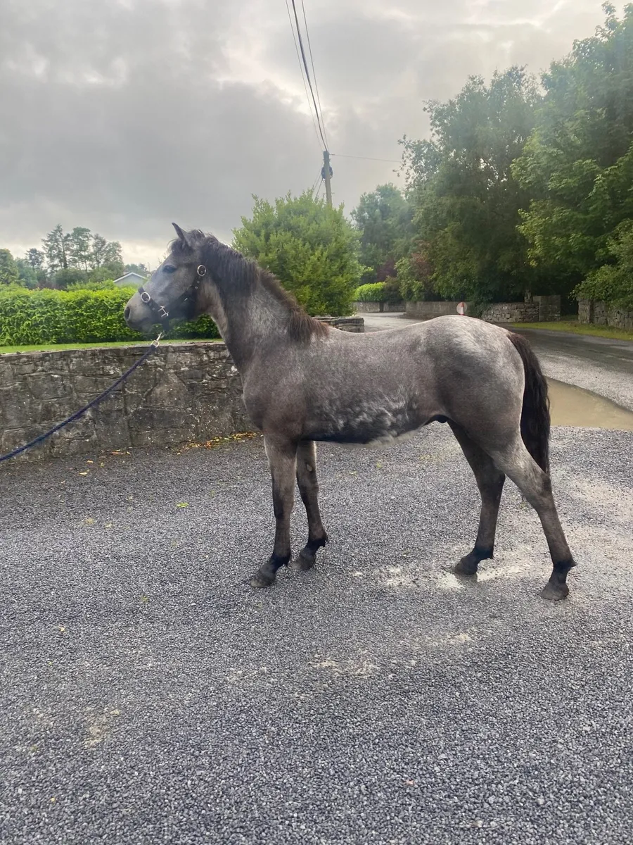 Connemara Yearling Gelding - Image 3