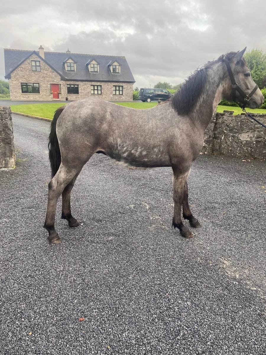 Connemara Yearling Gelding - Image 4