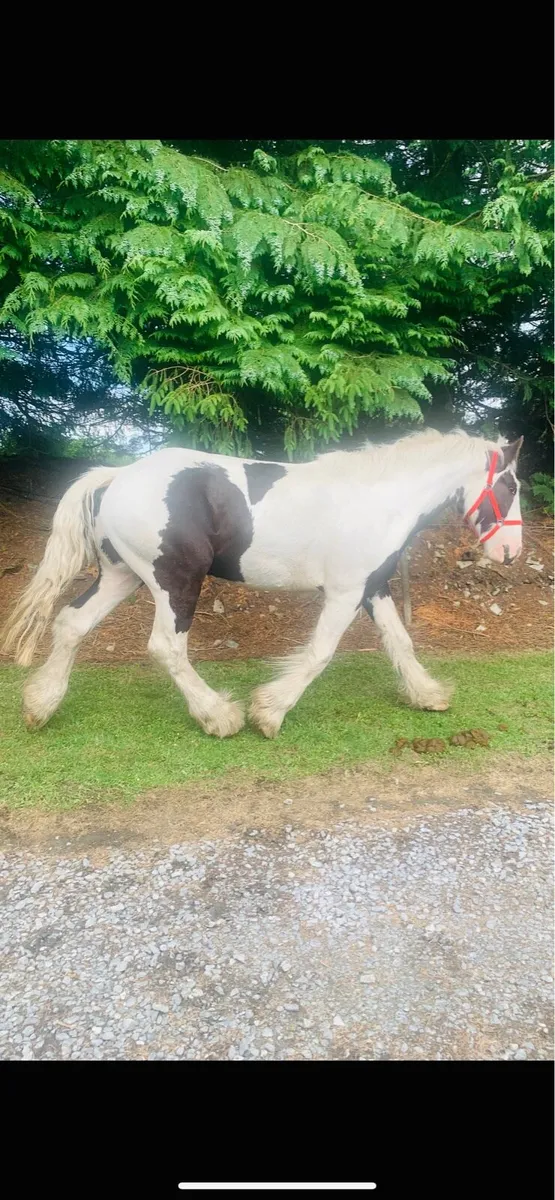 TRADITIONAL IRISH COB - Image 1
