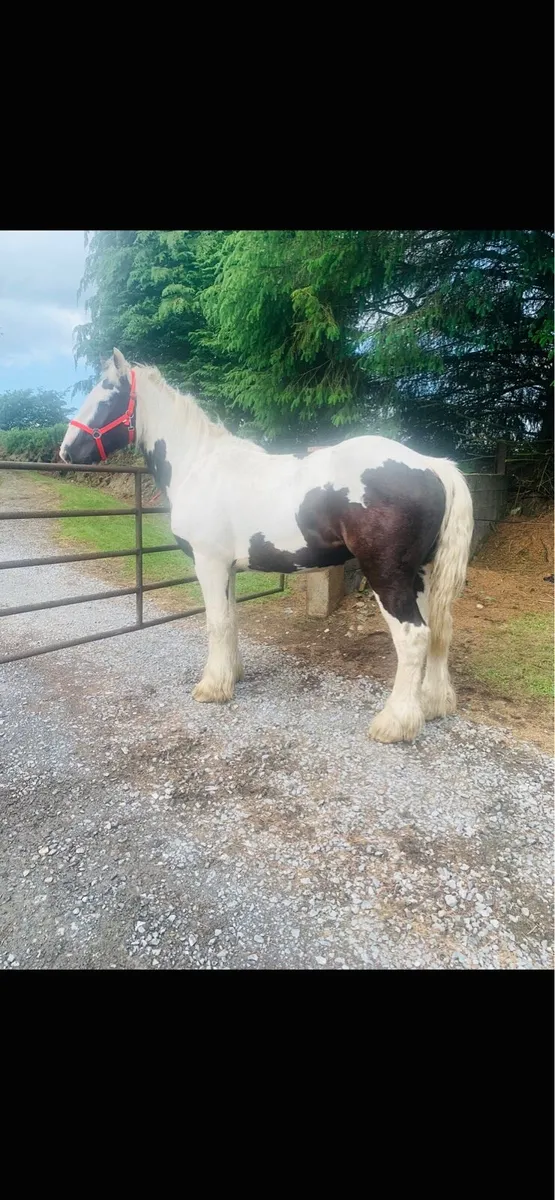 TRADITIONAL IRISH COB - Image 2