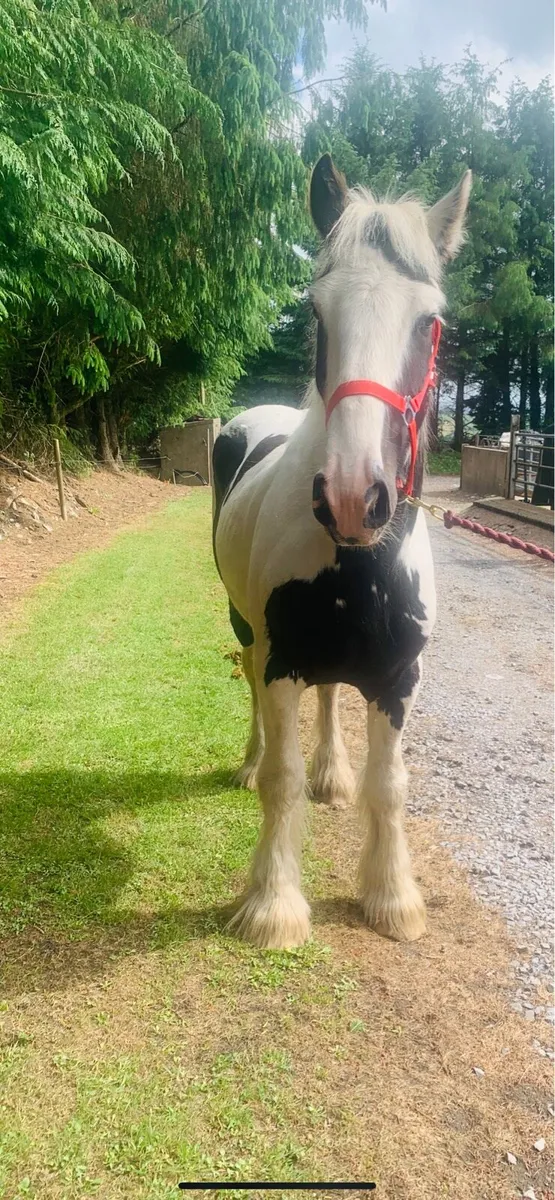 TRADITIONAL IRISH COB - Image 3