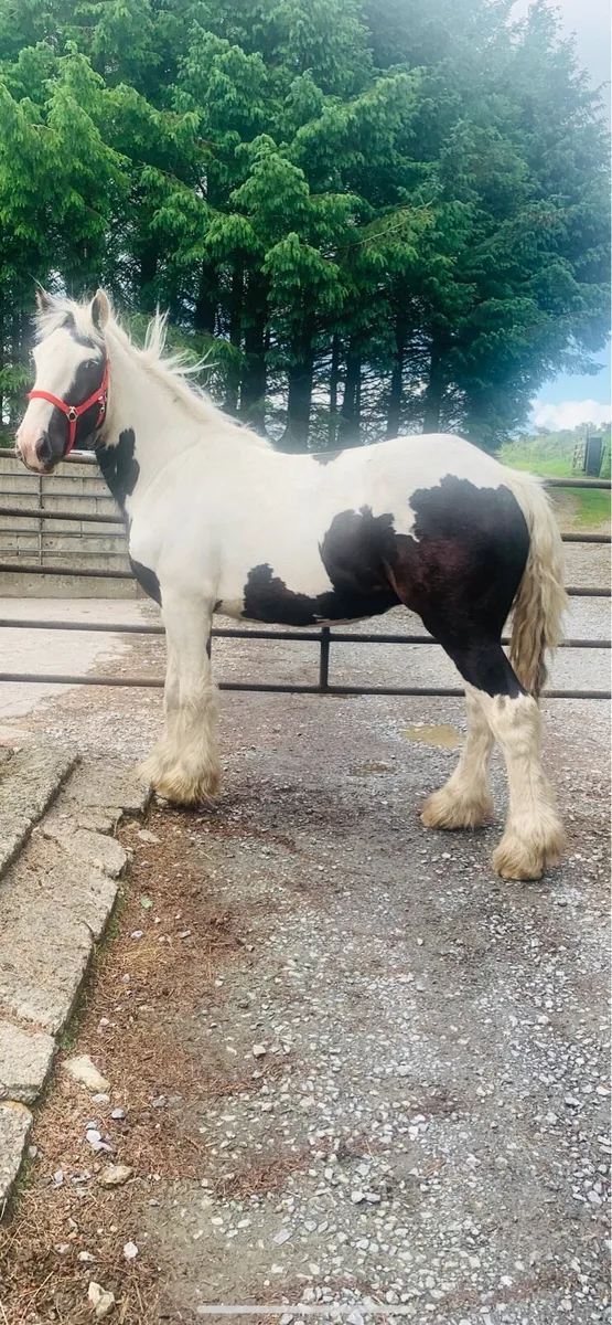 TRADITIONAL IRISH COB - Image 4