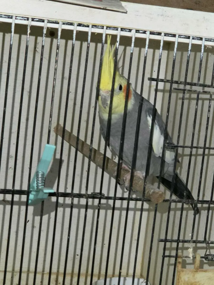 Pair of Cockatiels - Image 1