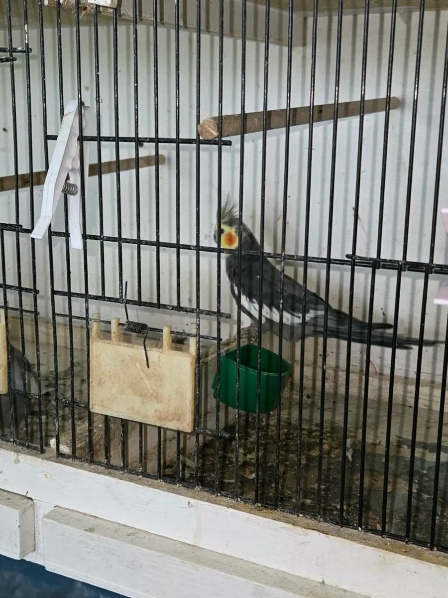 Pair of Cockatiels - Image 2