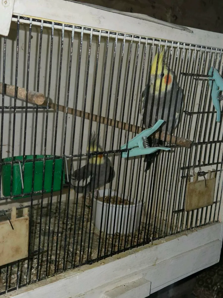 Pair of Cockatiels - Image 4