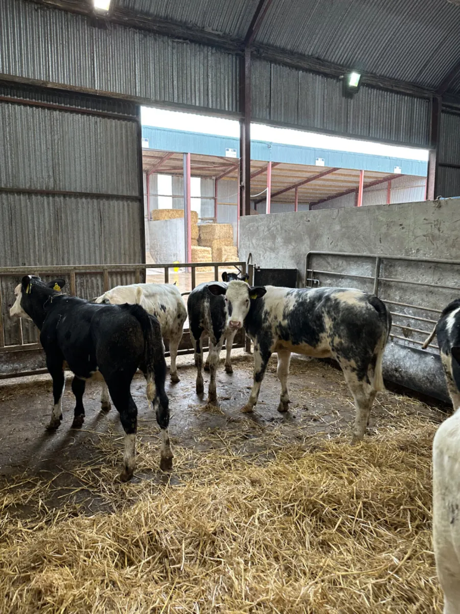 Blue heifers - Image 1