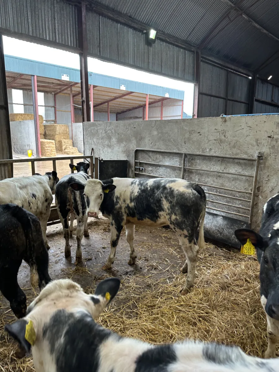 Blue heifers - Image 2