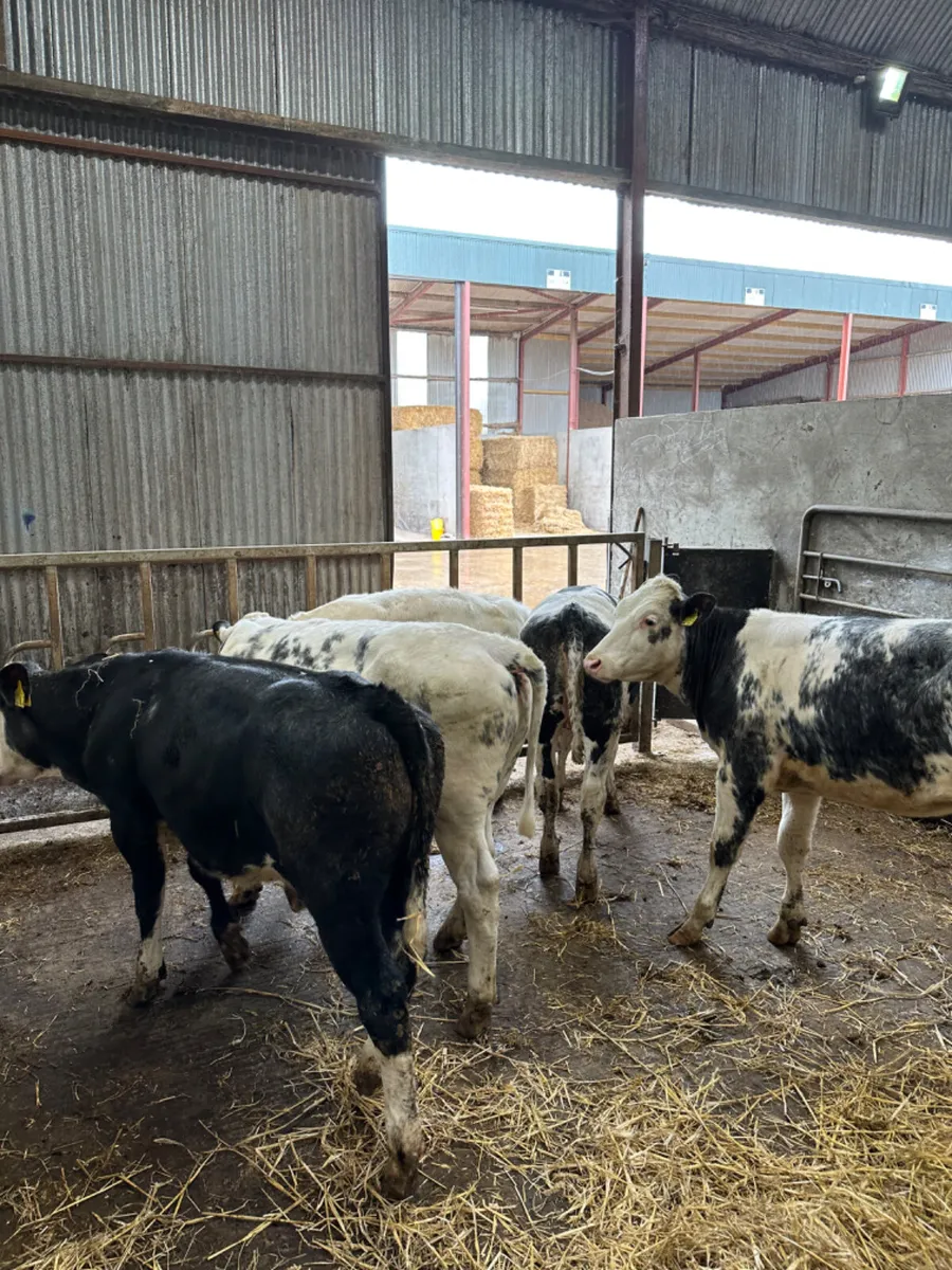 Blue heifers - Image 3