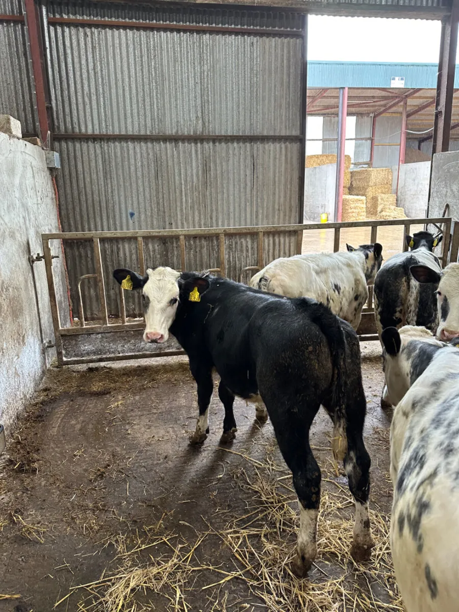 Blue heifers - Image 4