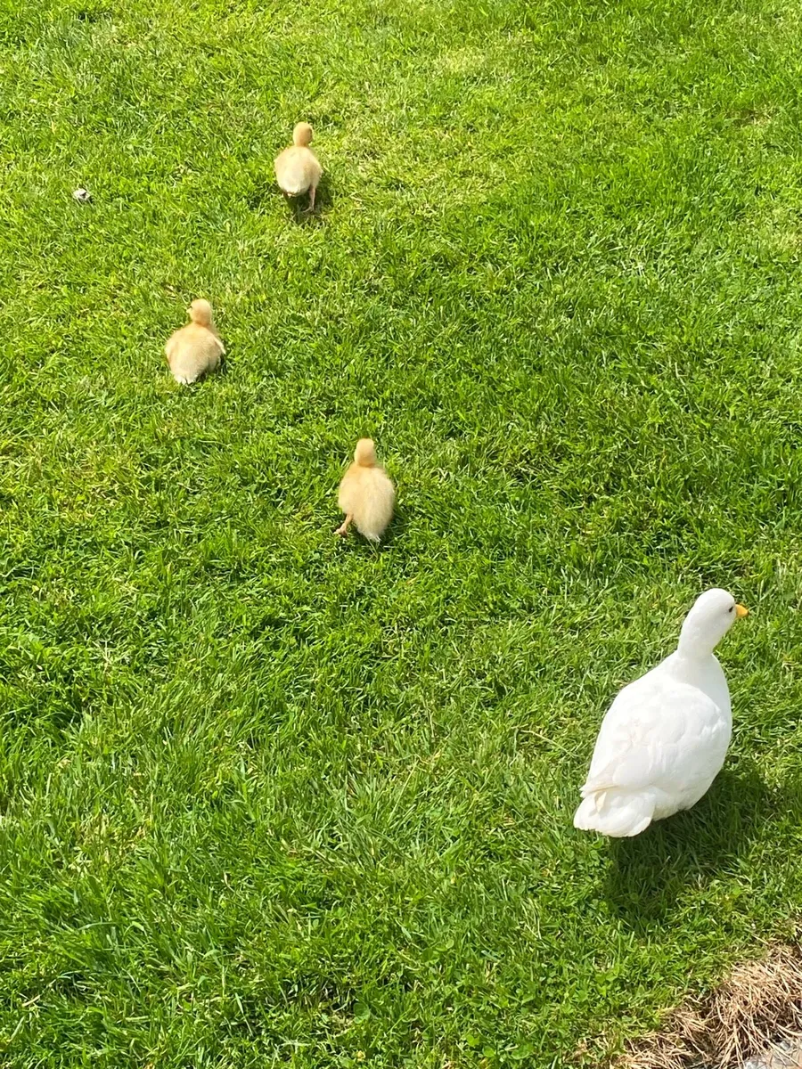 White Call Ducklings for sale. - Image 1