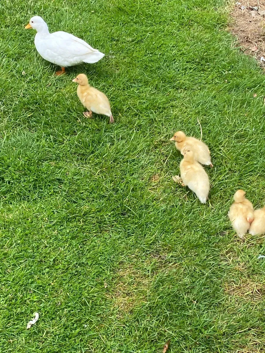 White Call Ducklings for sale. - Image 2