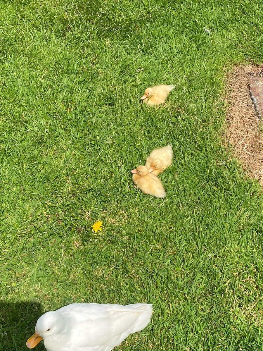 White Call Ducklings for sale. - Image 3