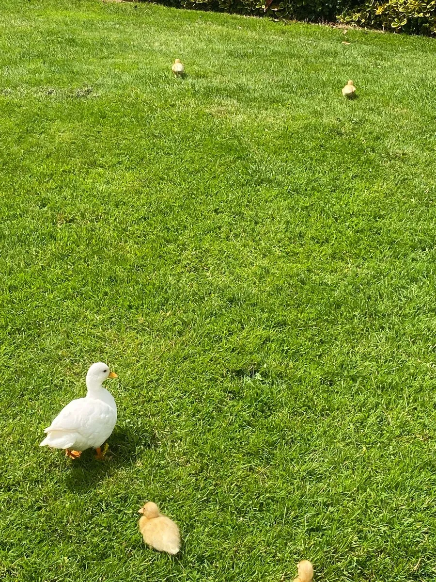 White Call Ducklings for sale. - Image 4