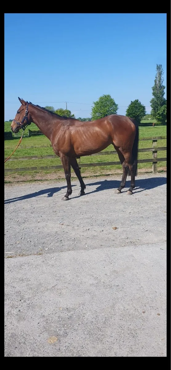 Quiet mare