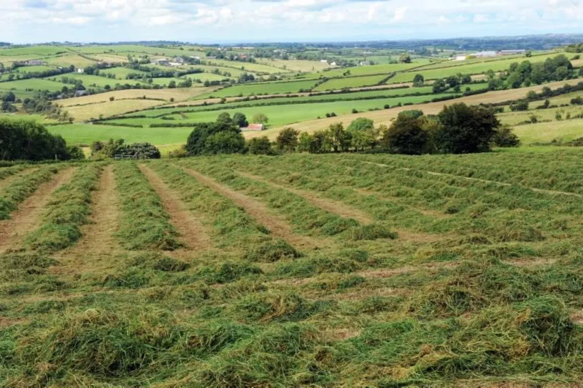 Green Silage