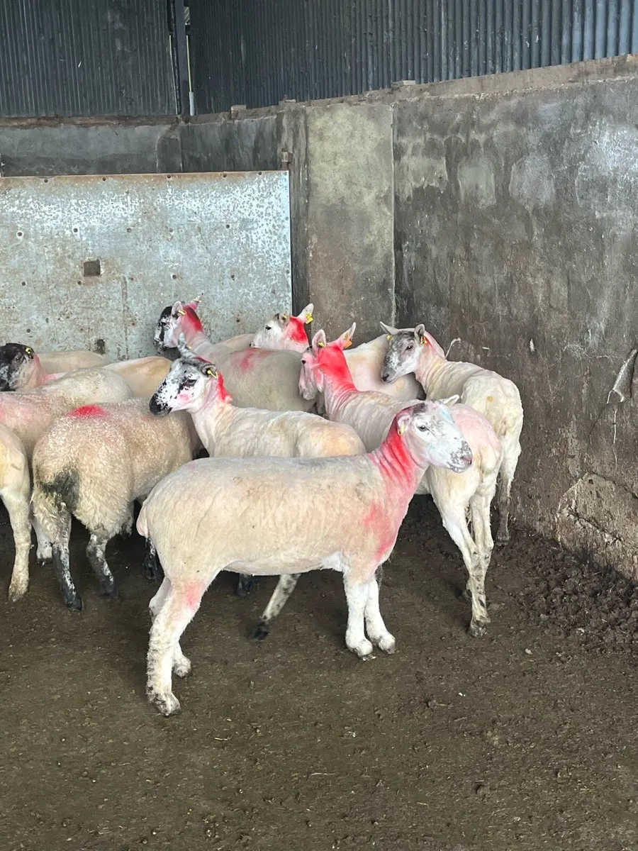 💥20 smashing speckle faced ewe hoggets 💥 - Image 1